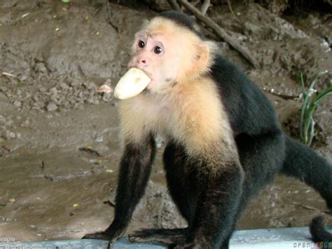 Monkey eating Banana | Funny