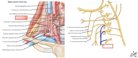 Phrenic Nerve Diagram | Quizlet