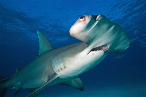 Great Hammerhead Shark - Lifestyle, Diet, and More - Wildlife Explained