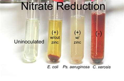 Nitrate Reduction Test Flashcards | Quizlet