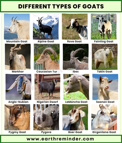 Goat Breeds Facts, Types, And Pictures, 49% OFF