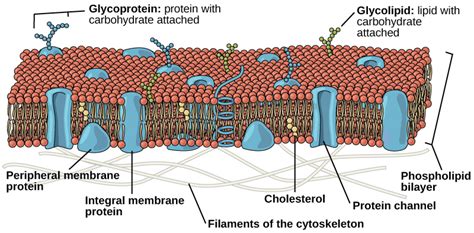 The Cell Membrane | Biology I