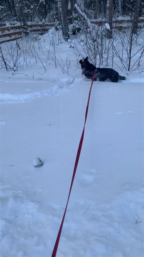 Snow pup : r/husky