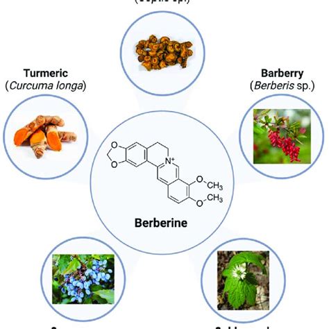 Chemical structure and sources of naturally occurring berberine ...