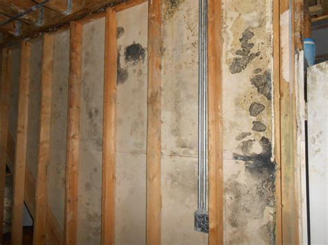 Mold Removal from Within Your Walls: Info You Need to Know | Mold Solutions