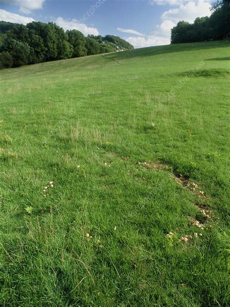 Fairy ring fungus - Stock Image - B250/0949 - Science Photo Library