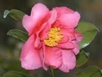 Image of Camellia 'Winter's Fire'--need to find out if maybe, maybe can ...