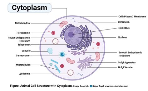 Cytoplasm Function