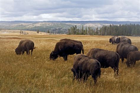 Yellowstone National Park - Wildlife, Geothermal, Wilderness | Britannica