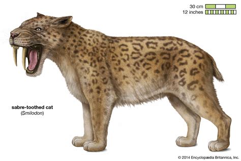 Sabre-toothed cat | Size, Extinction, & Facts | Britannica