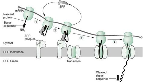 Gene Expression | Basicmedical Key