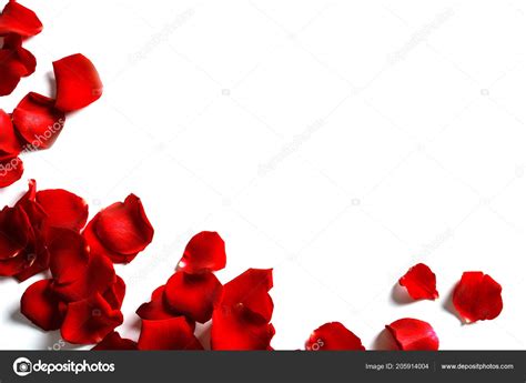 Red Rose Petals White Background Top View ⬇ Stock Photo, Image by ...