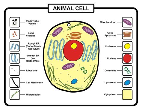 Animal Cell Definition Structure Parts Functions And