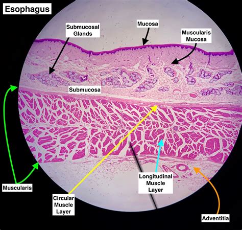 Esophagus Histology Google Search Abstract Artwork Histology | The Best ...