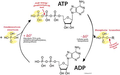 File:ADP ATP cycle.png - Wikimedia Commons