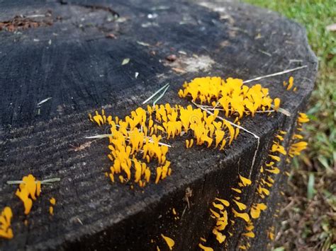 Rotten Wood Tree Stump with Orange Fungus Stock Image - Image of fungus ...