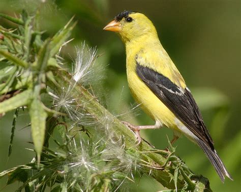 American Goldfinch Facts, Habitat, Diet, Life Cycle, Pictures