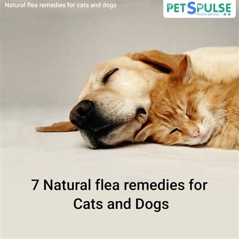 7 natural flea remedies for cats and dogs. #remedies #pets #dog #cat # ...