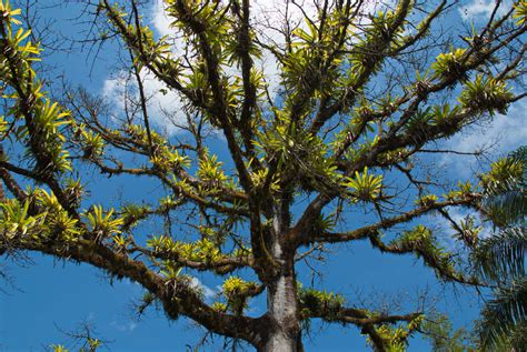 What are epiphytes? | Gulo in Nature