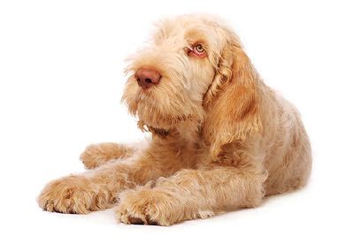 Quistel Dogs - Spinone Italiano – Quistel Pet Care & Grooming