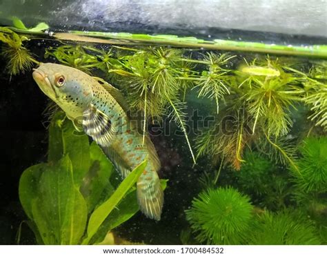 Snakehead Fish Aquarium Tank Stock Photo 1700484532 | Shutterstock