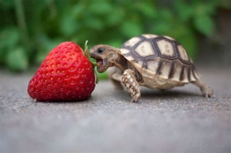 Funny Turtle Wallpapers - Top Free Funny Turtle Backgrounds ...