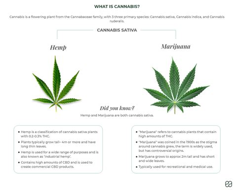 CBD VS THC: learn the differences | Endoca© CBD