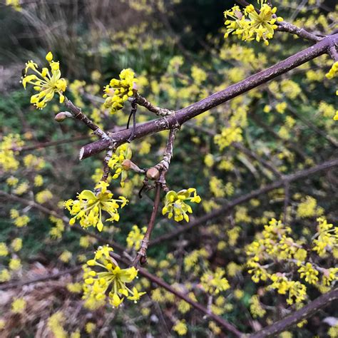 Cornus mas - Trees and Shrubs Online