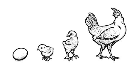 Chicken development from egg to hen. Growth of a bird in four stages ...