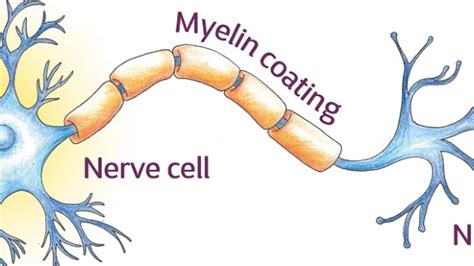 What Are The Differences Between Myelinated And, 50% OFF