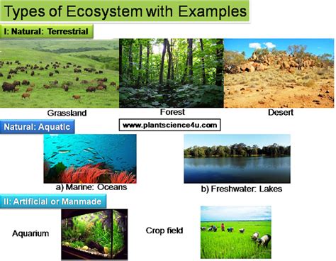 Types of ecosystems with examples | Ecosystems, Nature, Ecosystems projects