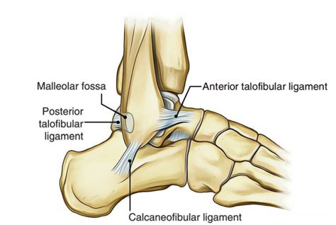 Diagram Of Ankle Ligaments