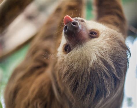 Two-toed Sloth Hanging from a Tree Stock Image - Image of rica, feeding ...