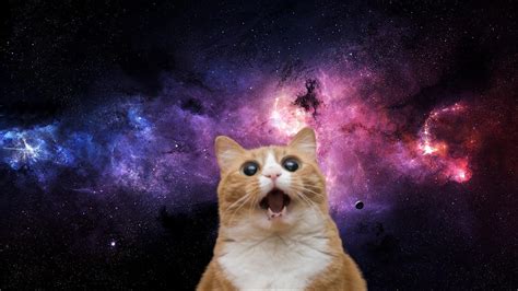 Space Cat Wallpaper | Backgrounds | Photos | Images | Pictures – YL ...