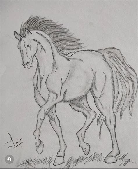 Horse Sketches