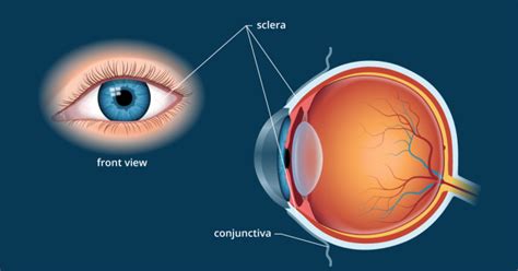 Sclera | White of the Eye - Definition and Detailed Illustration