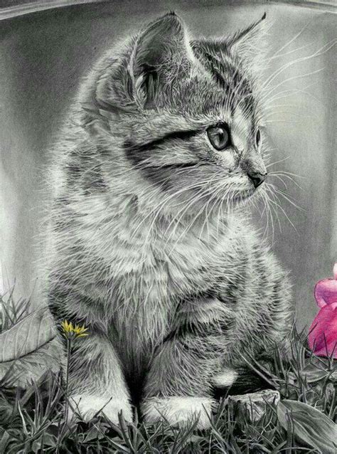 Cute Kittens, Cats And Kittens, Animals And Pets, Baby Animals, Cute ...