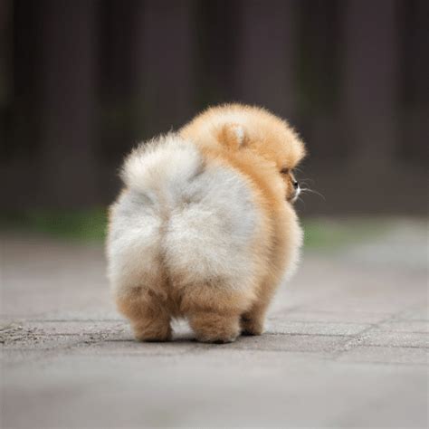 Download Free 100 + fluffy dog pictures