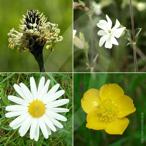 100% General Purpose Wildflower Meadow Seed Mix | Quality Seeds from ...