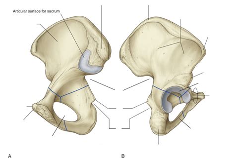 Hip 03 Diagram | Quizlet