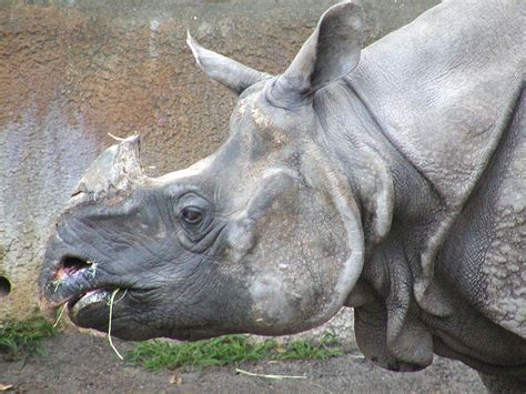 rhino skin Free Photo Download | FreeImages