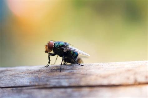 Premium Photo | House flies in various natural gestures