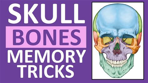 Skull Bones Mnemonic (Cranial and Facial Bones) | Anatomy and ...