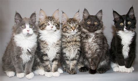 What Are the Most Common Colors of Maine Coon Cat? - MaineCoon.org