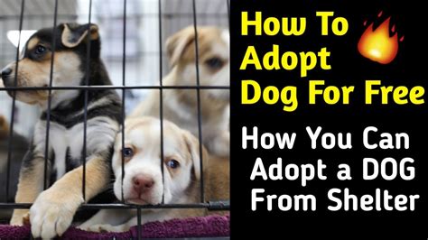 How To Adopt A Free Dog / Free Adopt A Dog Powerpoint Template / Adopt ...