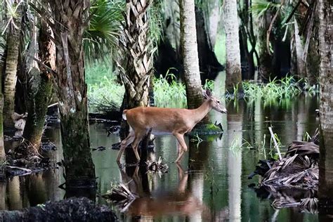 Myakka River State Park