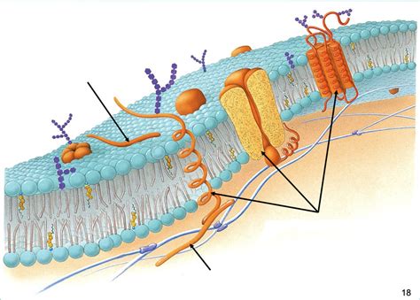 Peripheral and Integral Proteins Diagram | Quizlet