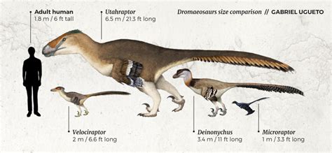 Utahraptor Size Comparison