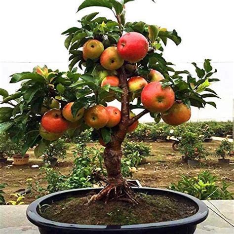 Best Bonsai Tree Apple The ultimate guide | leafyzen