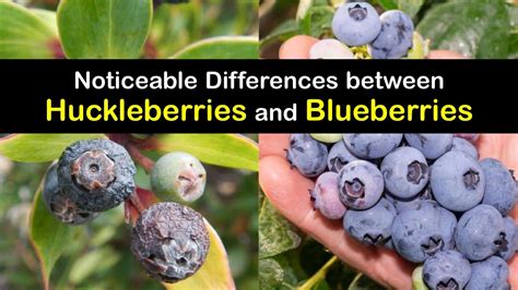 Blueberry vs Huckleberry - Compare the Berries